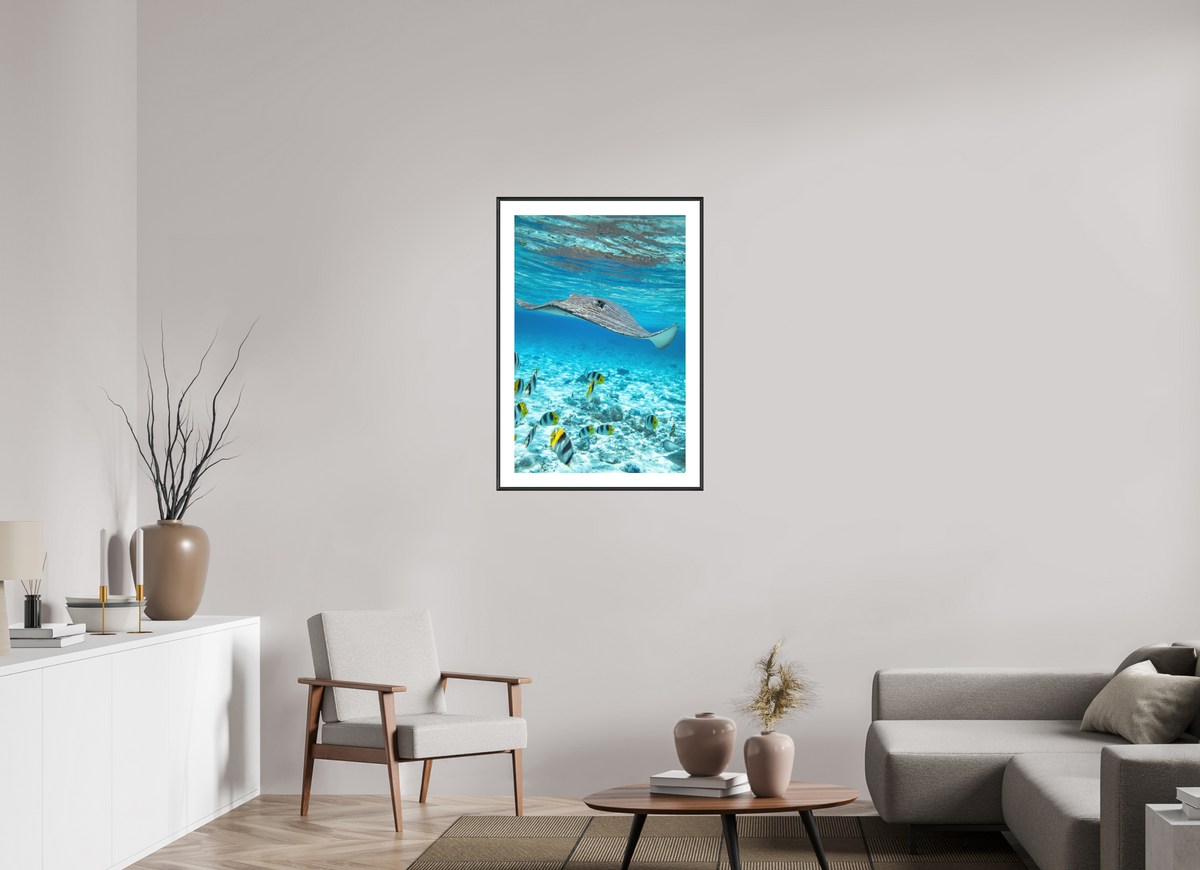 60 x 90 cm, Rahmen-Schwarz Stingray off Rarotonga, Cook Islands