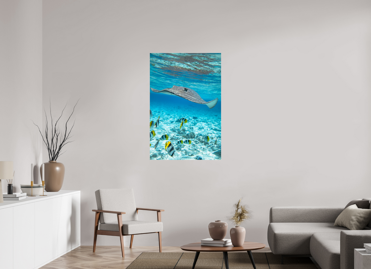 80 x 120 cm, Photo Print Under Acrylic Glass Stingray off Rarotonga, Cook Islands