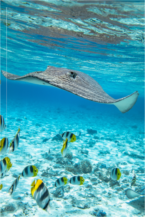 Main image Stingray off Rarotonga, Cook Islands