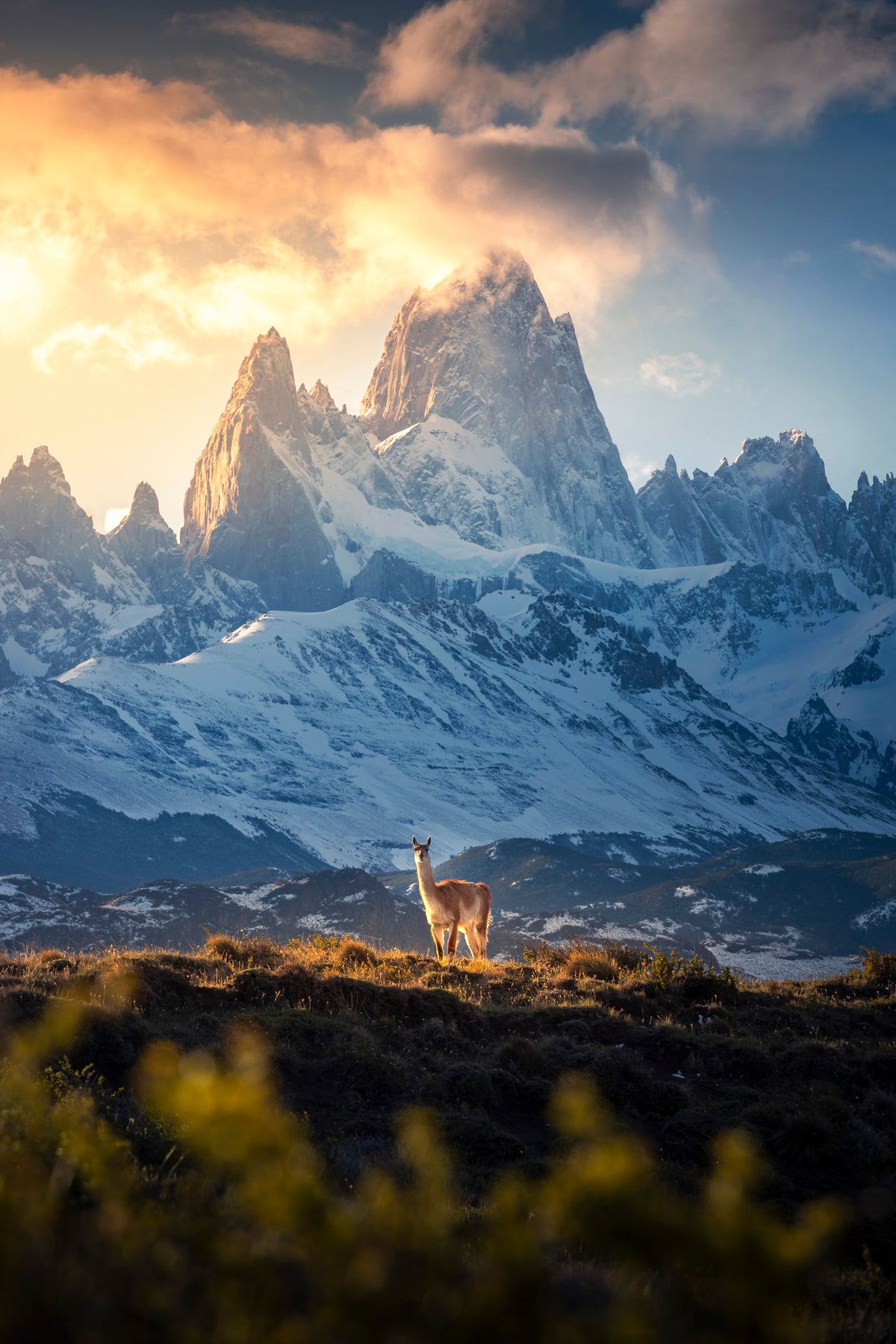 Photo Guanaco below Fitz Roy in Golden Light, Patagonia