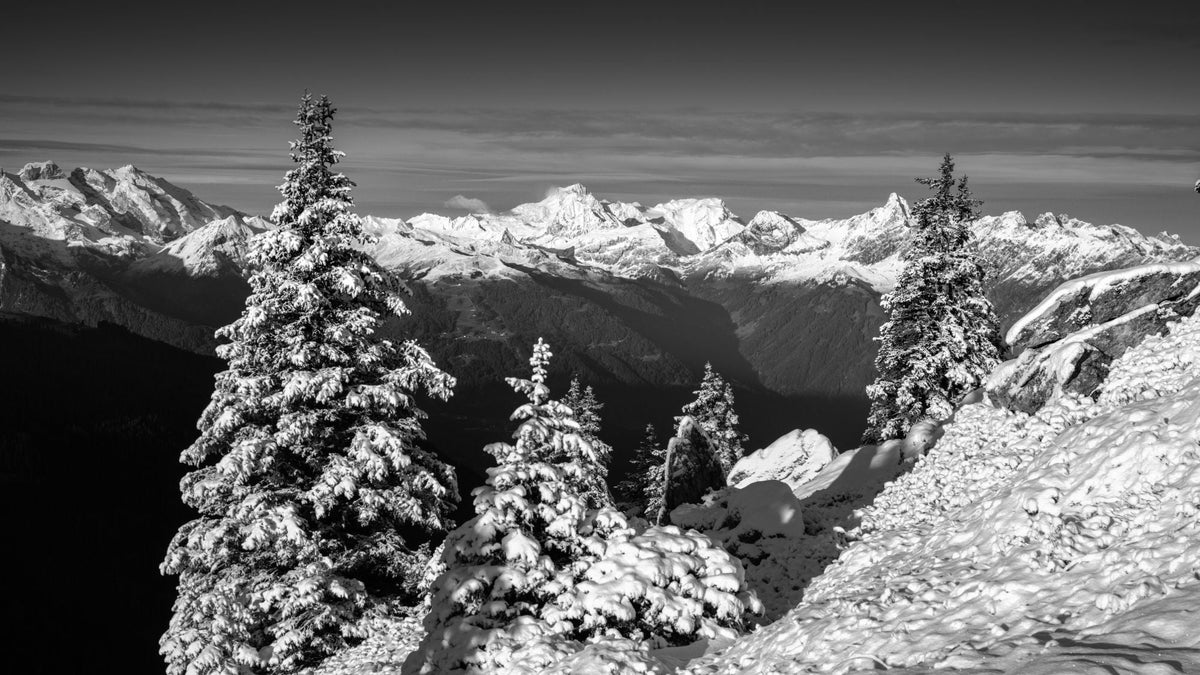 Black and white panorama of snow covered firs above an alpine valley