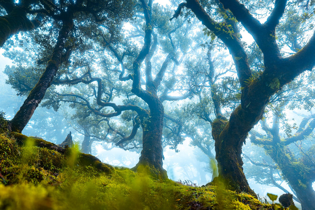 Photo Mystical Tree in Fanal Forest, Madeira