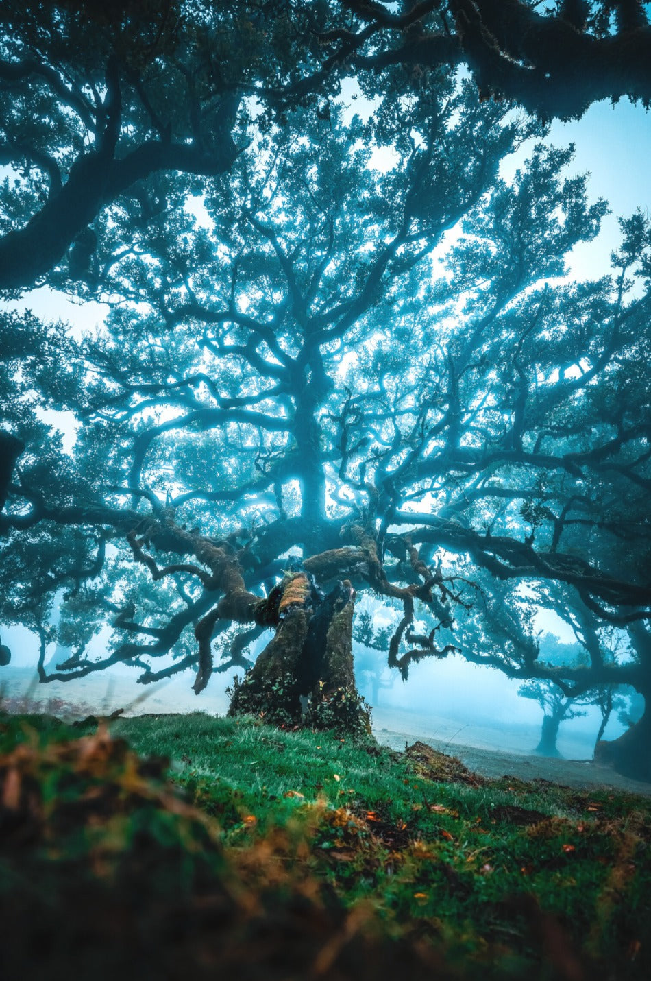 Photo Old Laurel Tree in the Light, Madeira