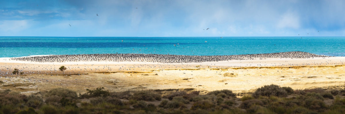 Photo Penguins on the Beach, Argentine Patagonia