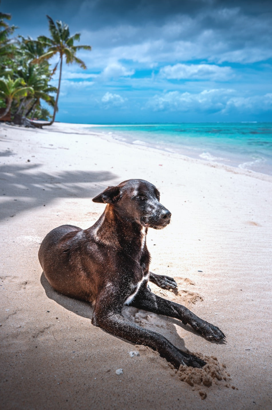Photo Beach Dog at Rarotonga, Cook Islands