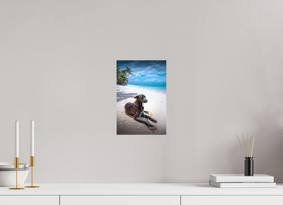 Beach Dog at Rarotonga, Cook Islands, 20 x 30 cm, paper print