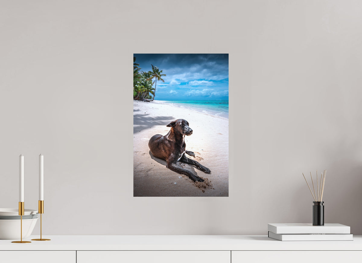 Beach Dog at Rarotonga, Cook Islands, 30 x 45 cm, paper print