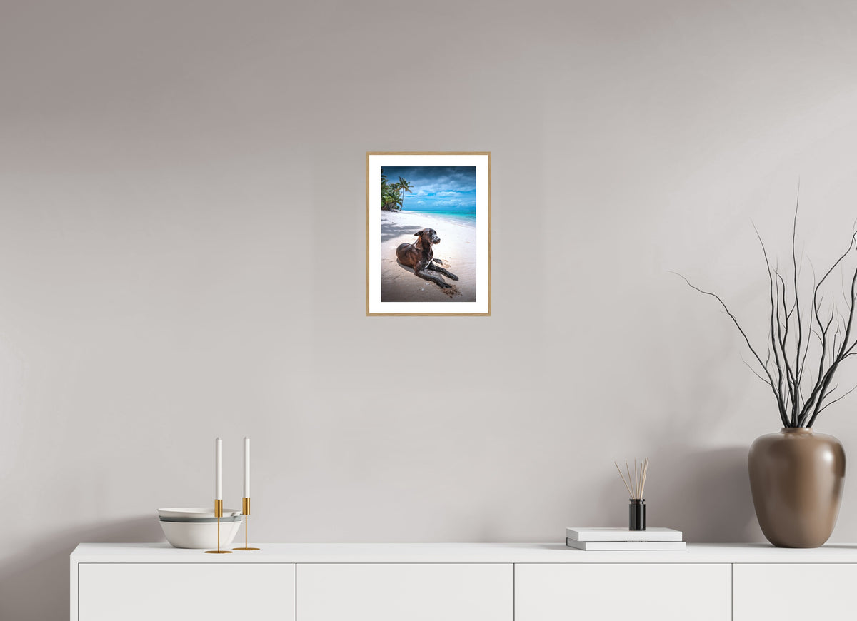 Beach Dog at Rarotonga, Cook Islands, 20 x 30 cm, framed Holzoptik