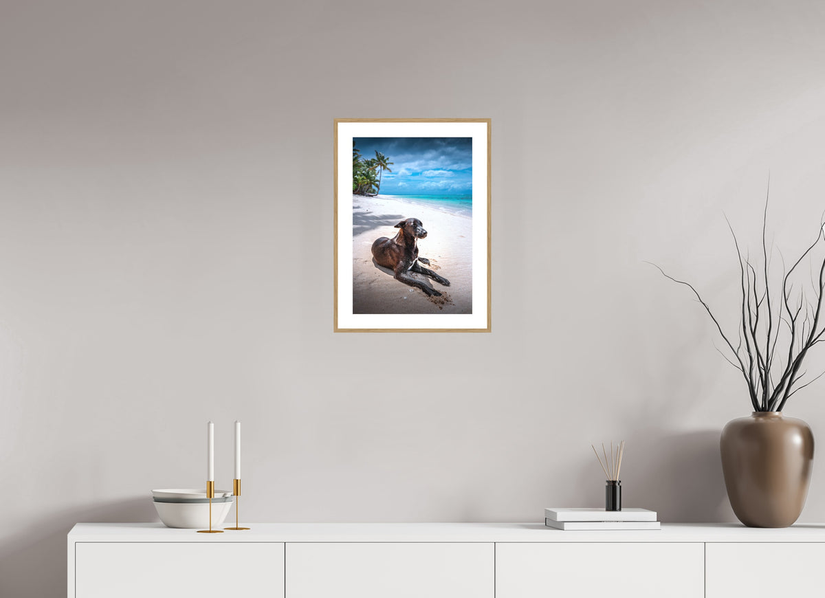 Beach Dog at Rarotonga, Cook Islands, 30 x 45 cm, framed Holzoptik