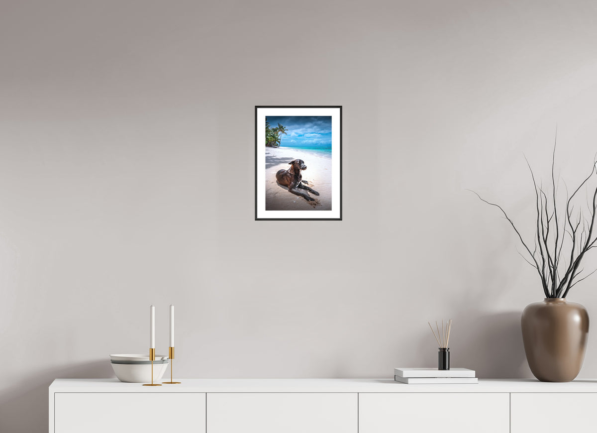 Beach Dog at Rarotonga, Cook Islands, 20 x 30 cm, framed Schwarz