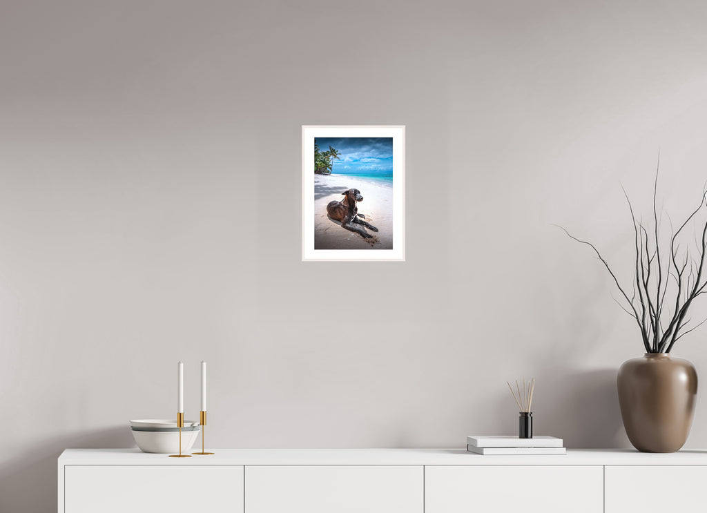 Beach Dog at Rarotonga, Cook Islands, 20 x 30 cm, framed Weiß