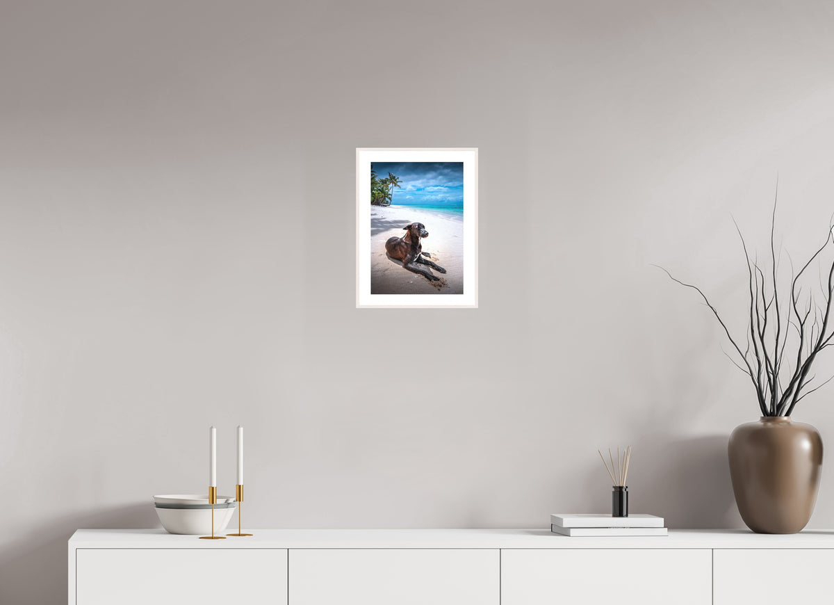 Beach Dog at Rarotonga, Cook Islands, 20 x 30 cm, framed Weiß