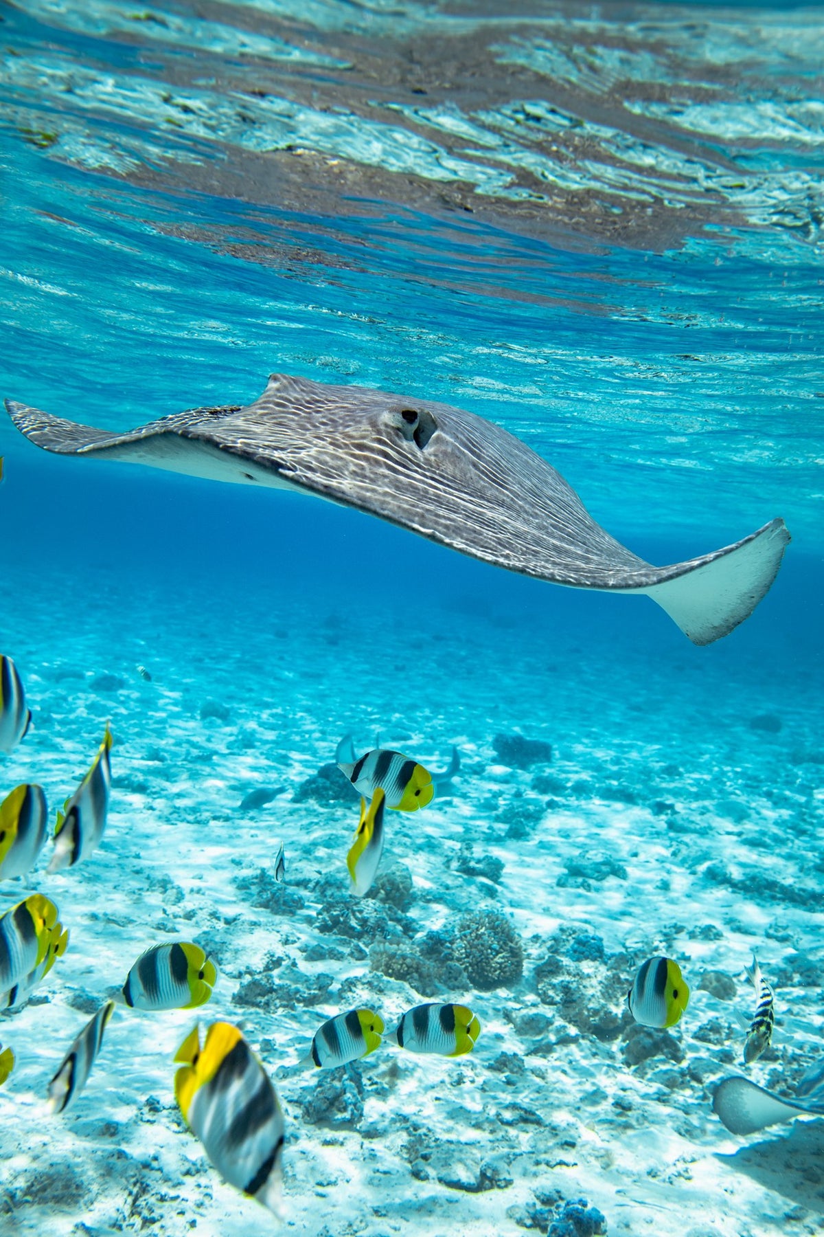 Photo Stingray off Rarotonga, Cook Islands