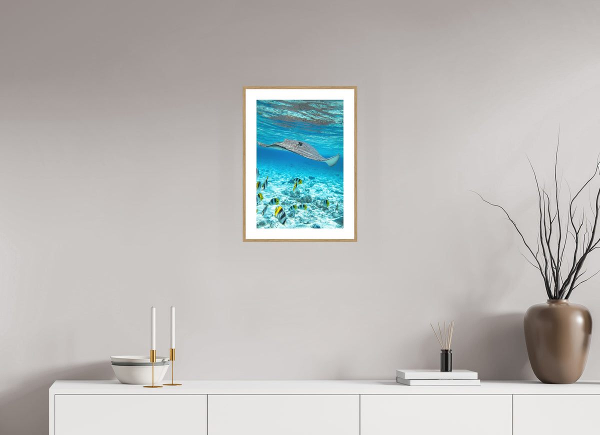 Stingray off Rarotonga, Cook Islands, 30 x 45 cm, framed Holzoptik