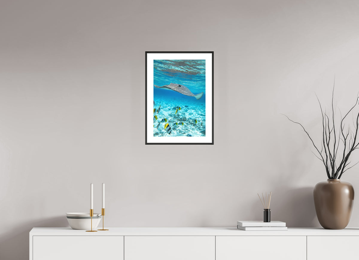 Stingray off Rarotonga, Cook Islands, 30 x 45 cm, framed Schwarz