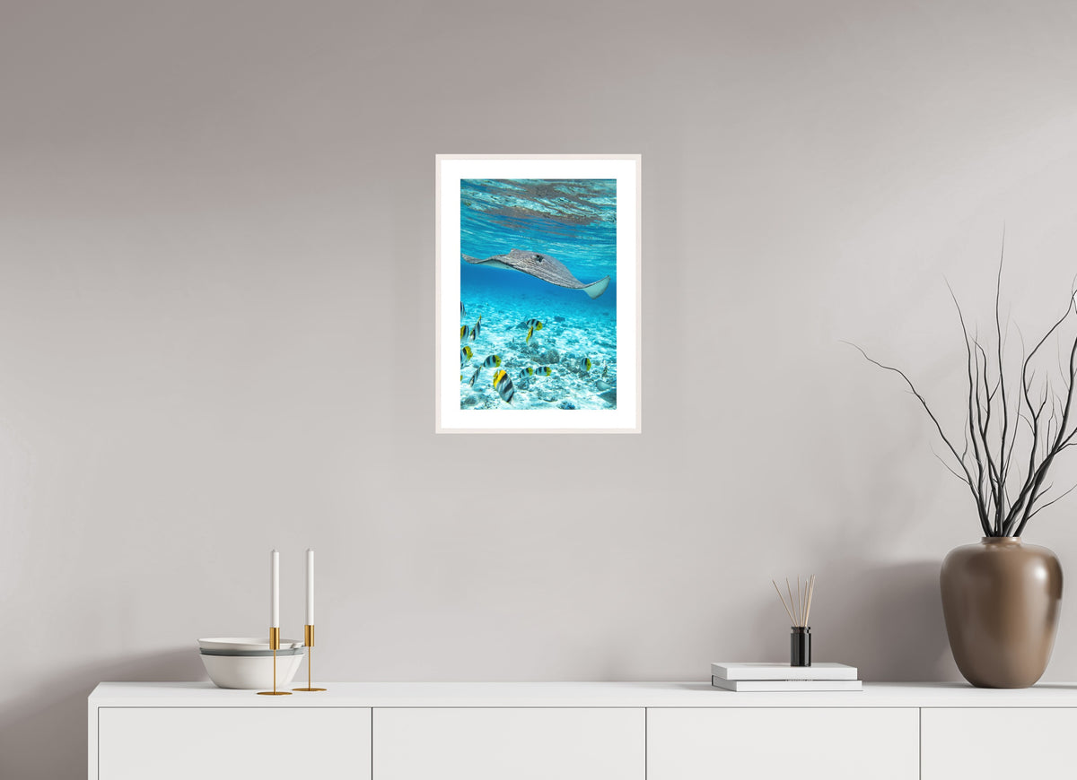Stingray off Rarotonga, Cook Islands, 30 x 45 cm, framed Weiß
