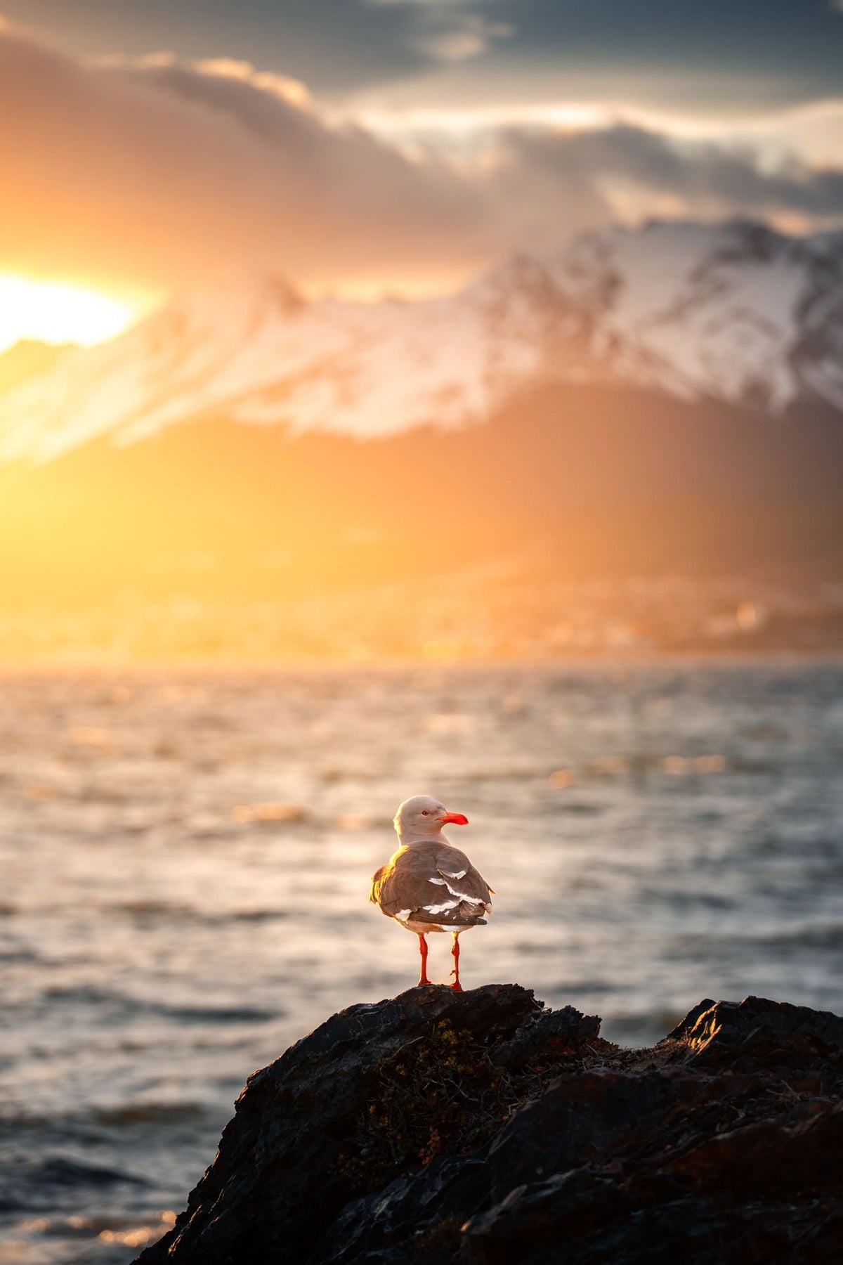 Photo Seagull at Sunset, Ushuaia