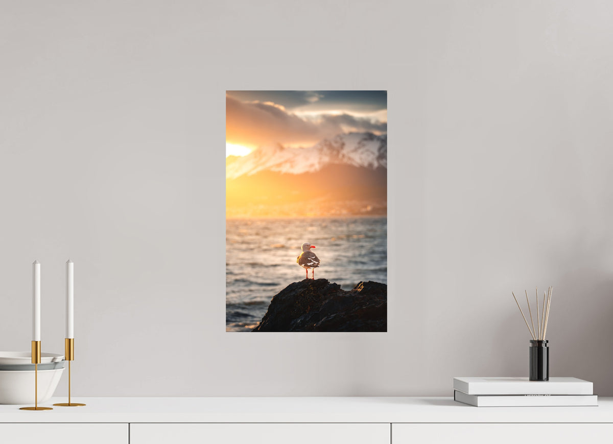 Seagull at Sunset, Ushuaia, 30 x 45 cm, paper print