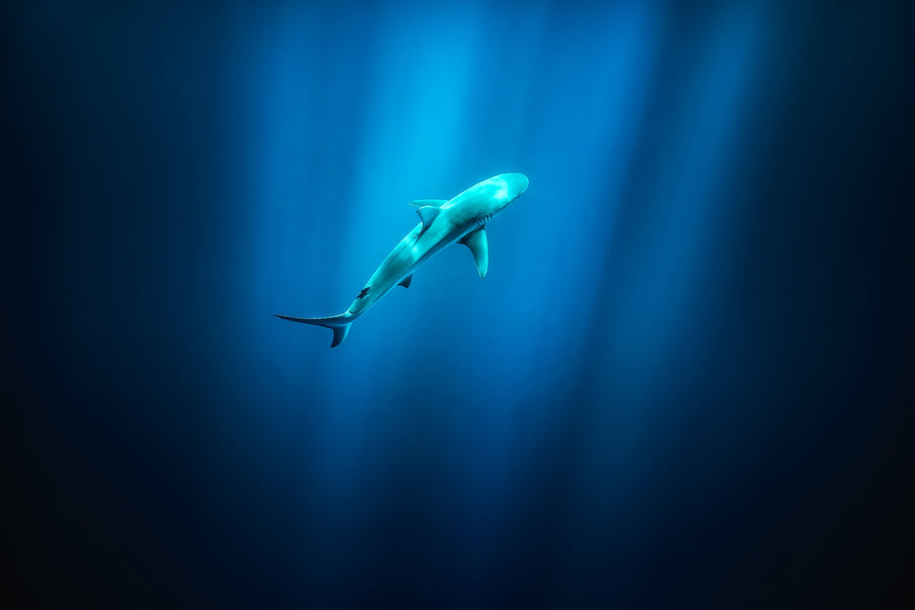 Photo Shark in Hawaiian Blue Waters