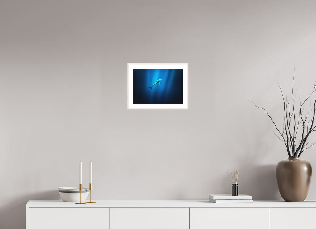 Shark in Hawaiian Blue Waters, 30 x 20 cm, framed Weiß