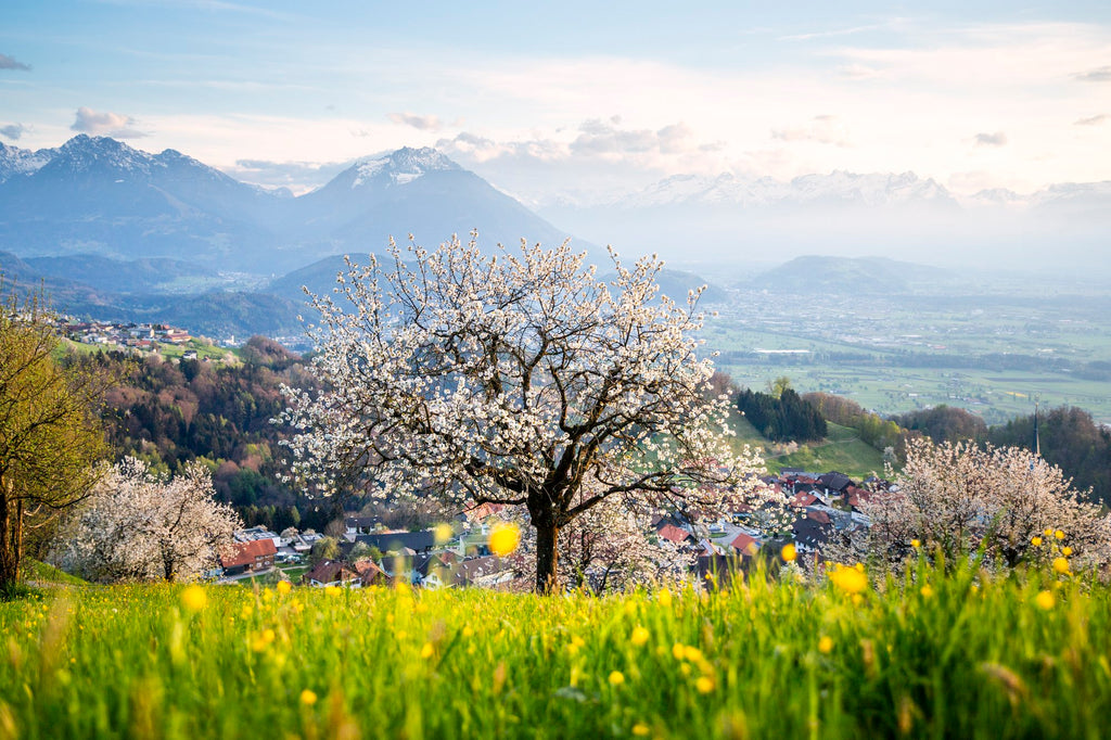 Photo Spring Cherry Tree Meadow, Fraxern