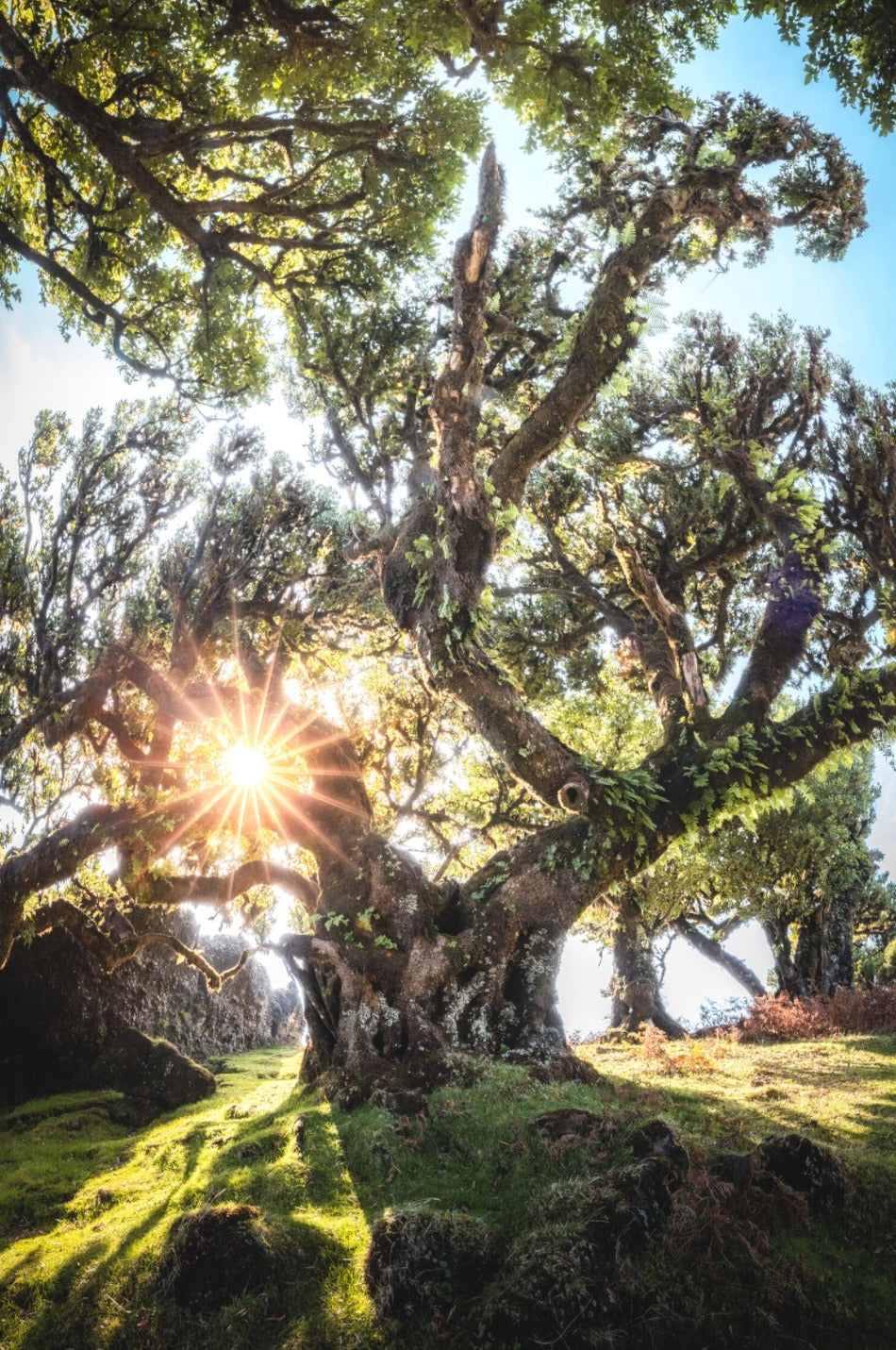 Photo Sunburst Through Ancient Tree, Fanal Forest