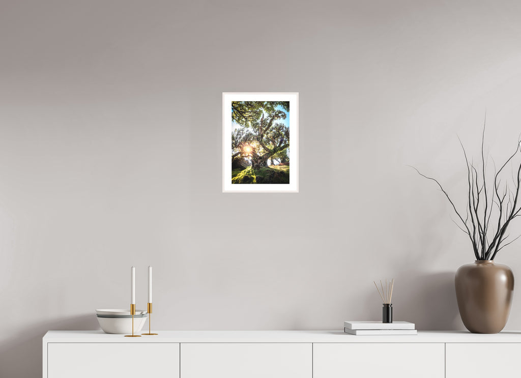 Sunburst Through Ancient Tree, Fanal Forest, 20 x 30 cm, framed Weiß