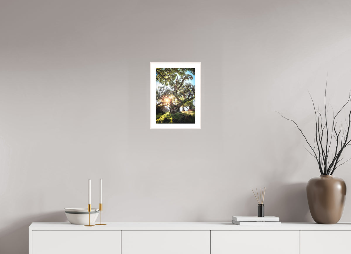 Sunburst Through Ancient Tree, Fanal Forest, 20 x 30 cm, framed Weiß