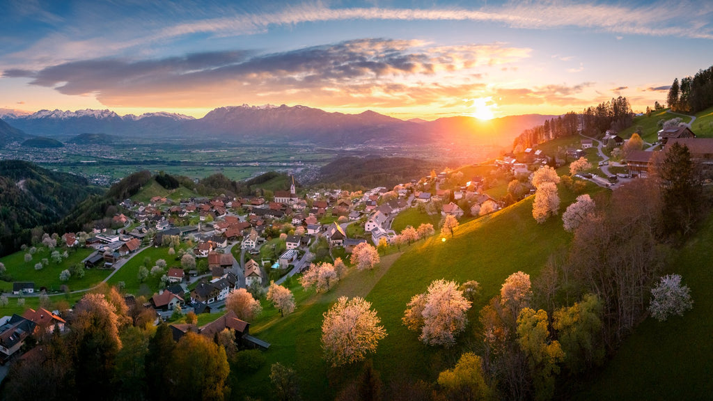 Photo Cherry Blossoms at Sunset, Fraxern Vorarlberg