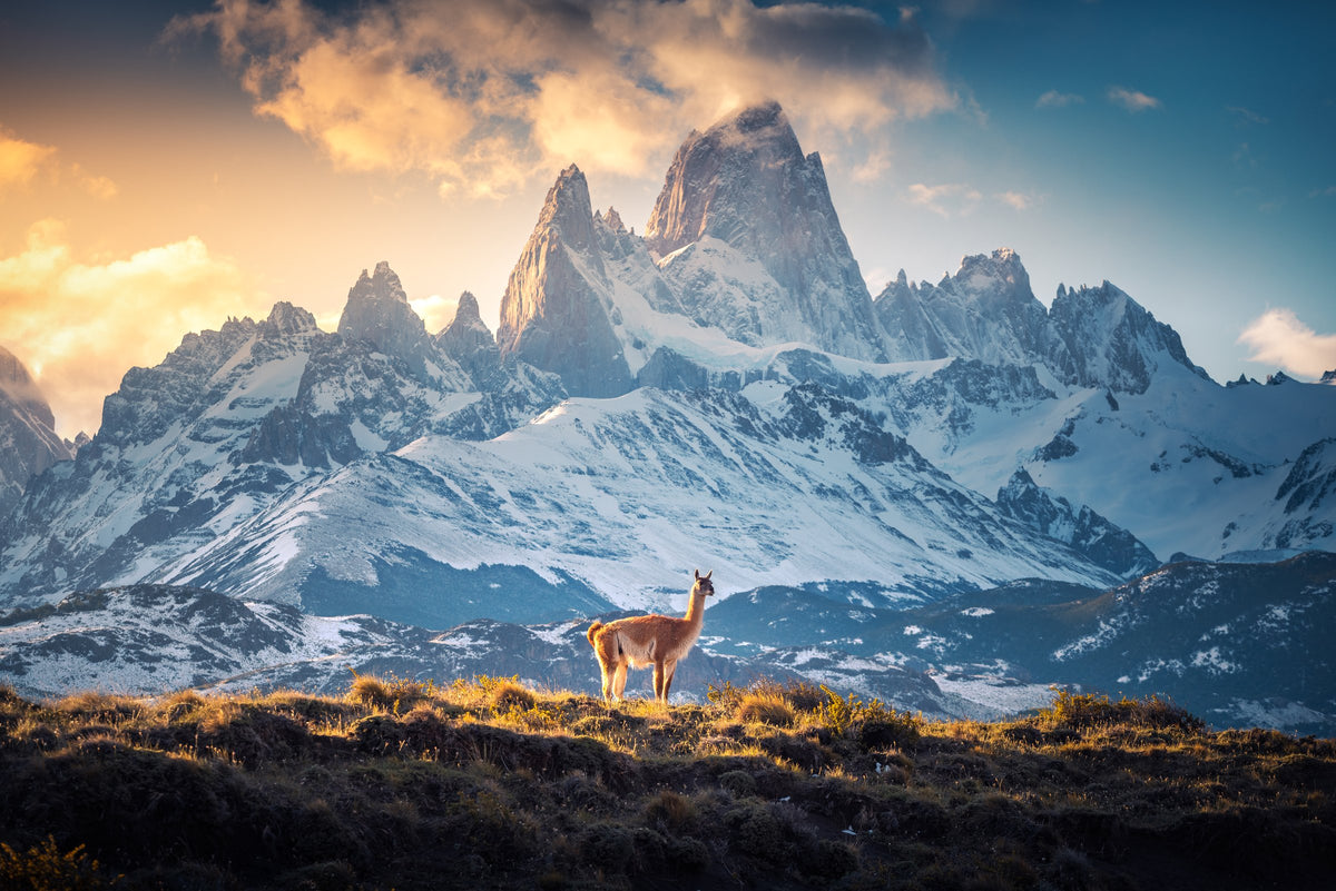 Photo Guanaco at Fitz Roy, Patagonia