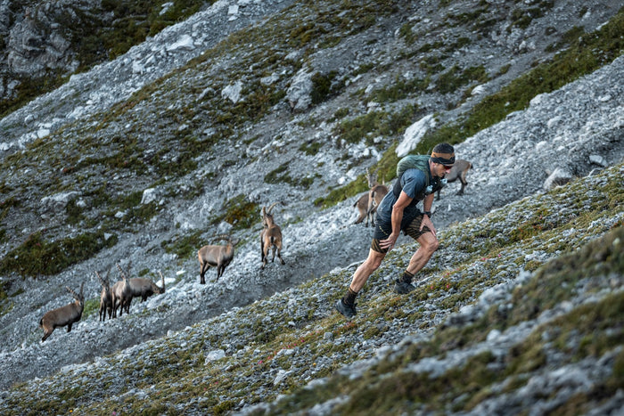 Trail runner passing a herd of ibex on a scree slope