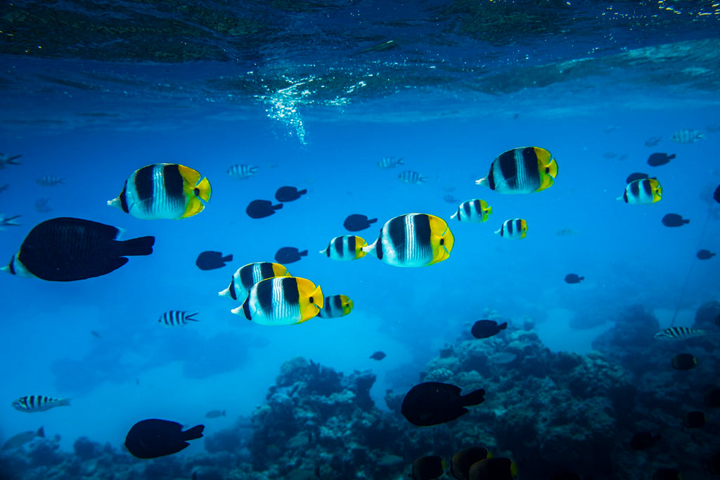 Photo Tropical Fish, Bora Bora