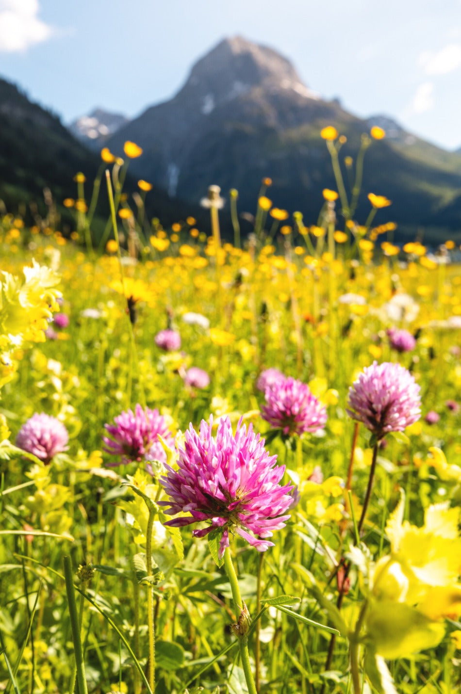 Photo Wildflower Meadow Above Lech, Arlberg