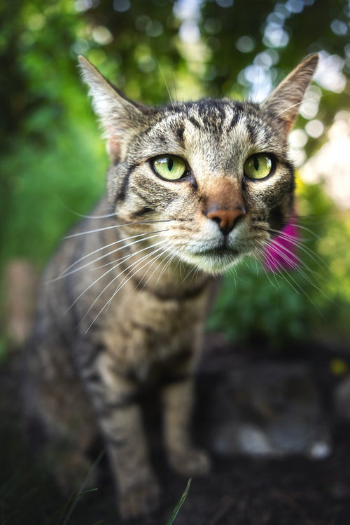 Luigi the cat