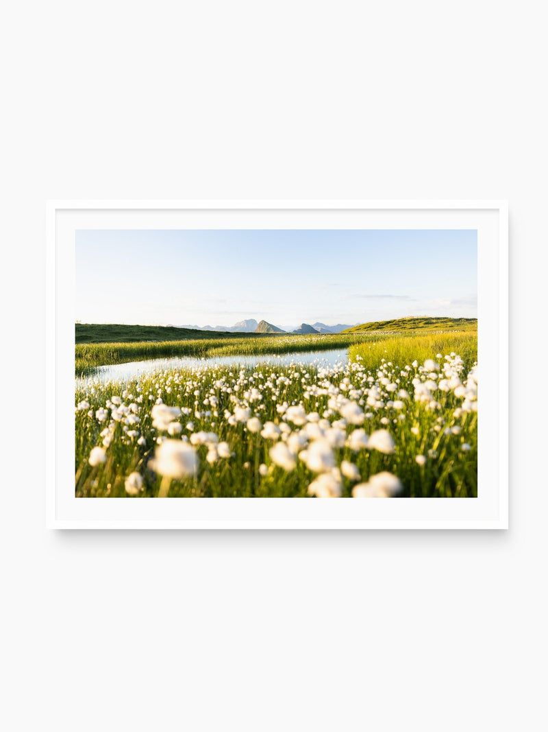 Alpine Cotton Grass by the Pond, white frame