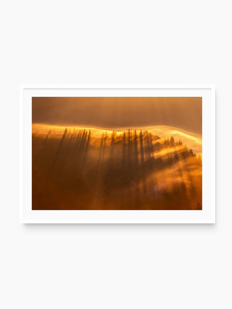 Autumn Fog in the Forest, Austria, white frame