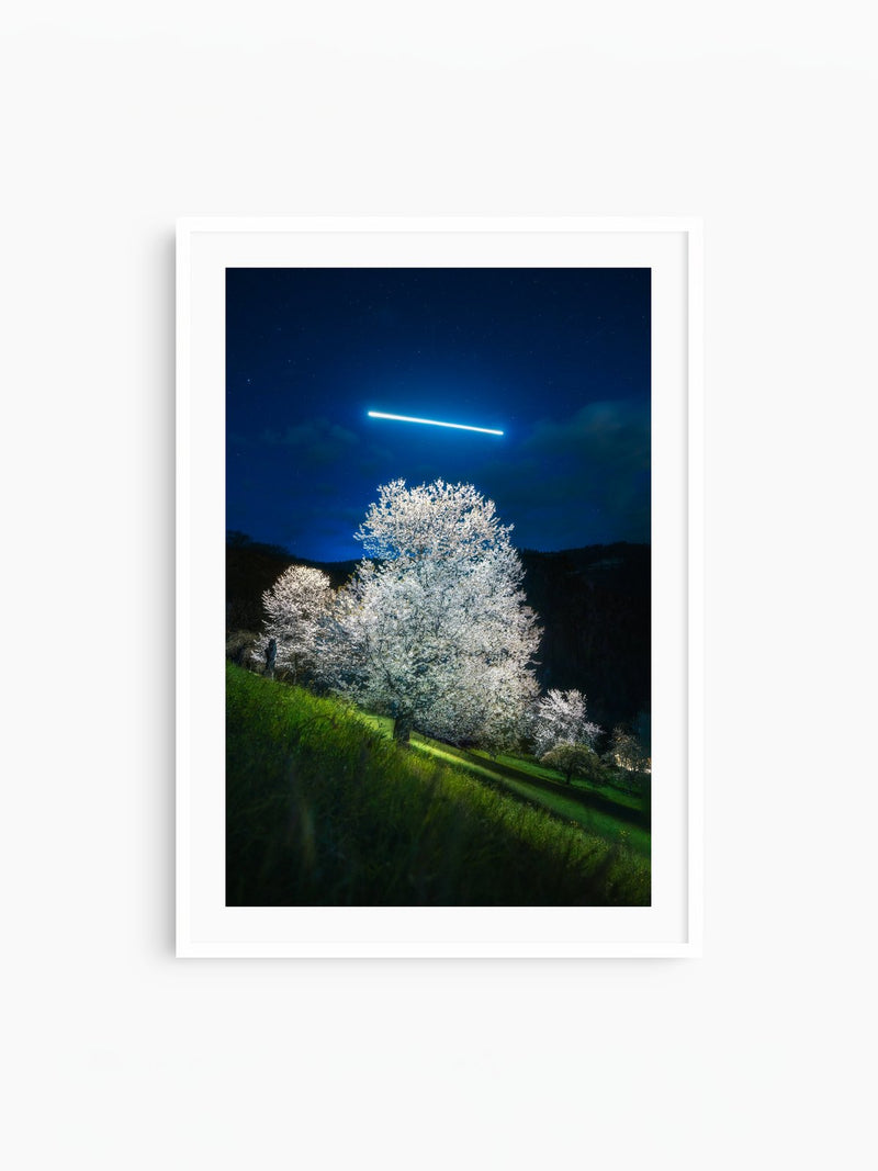 Blossoming Tree Under a Line of Light, Fraxern, white frame