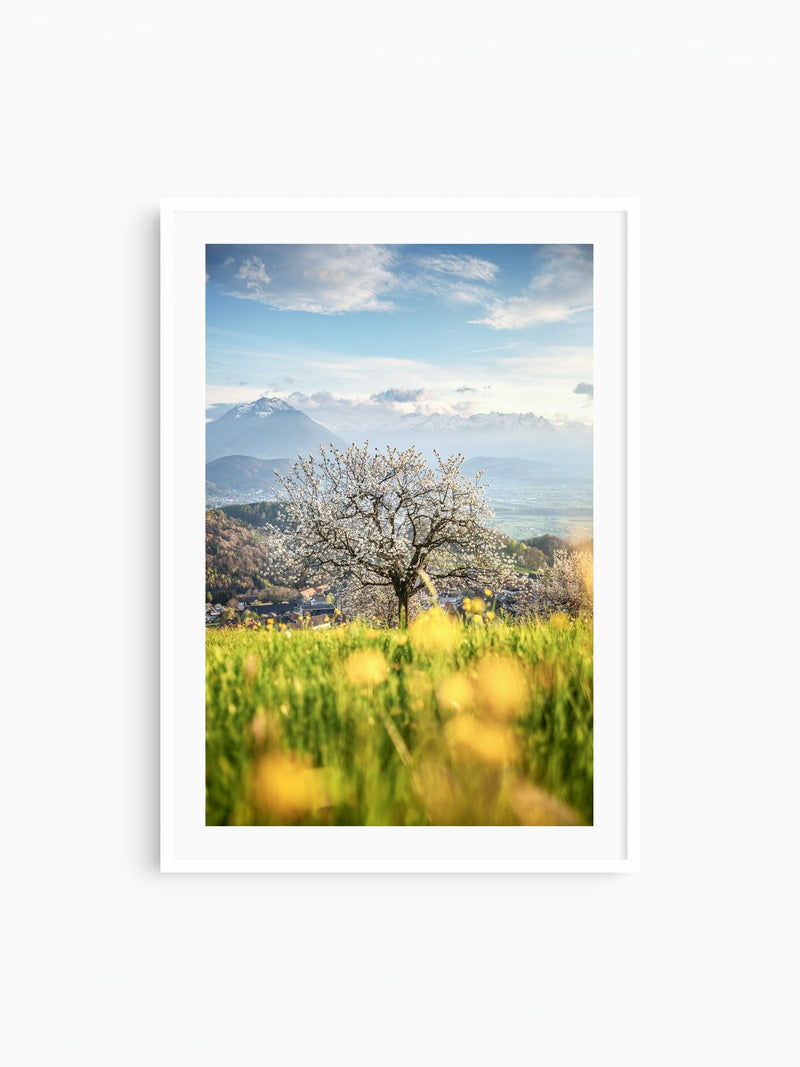 Cherry Blossom in Fraxern, Vorarlberg, white frame
