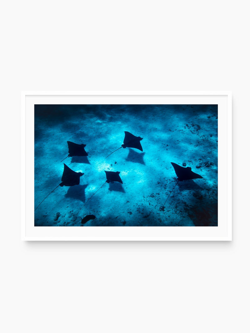 Eagle Rays in the Lagoon, Bora Bora, white frame