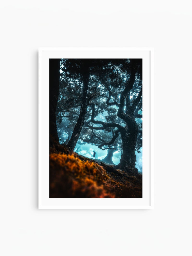 Enchanted Forest, Fanal, Madeira, white frame