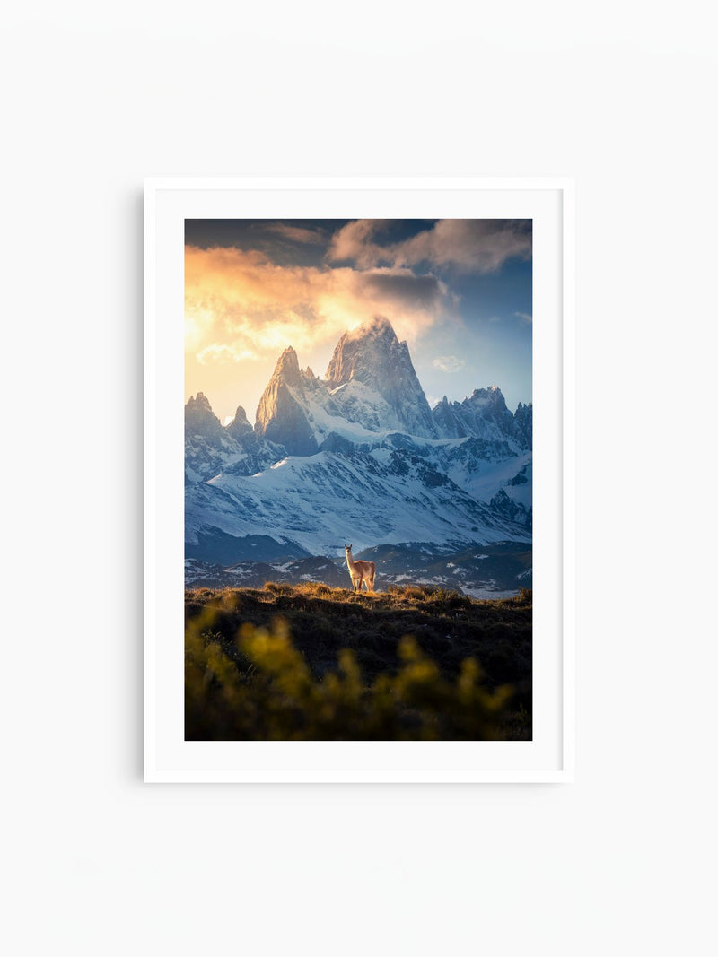 Guanaco below Fitz Roy in Golden Light, Patagonia, white frame