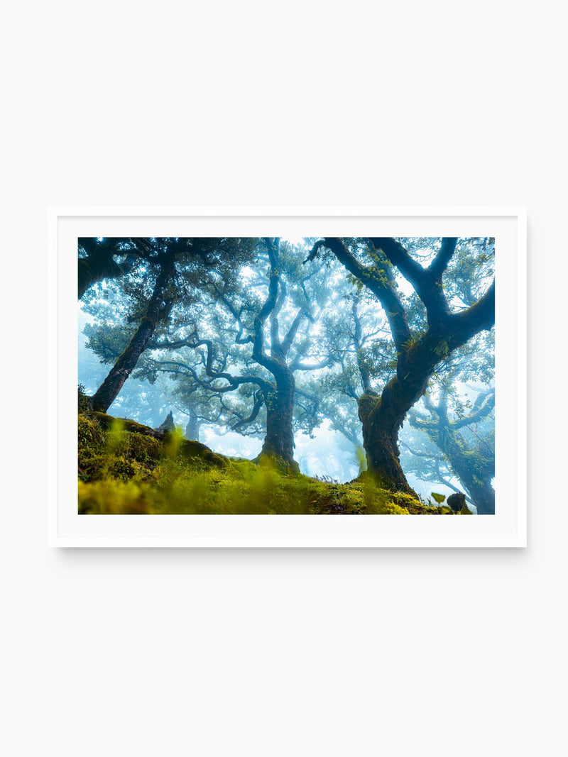 Mystical Tree in Fanal Forest, Madeira, white frame