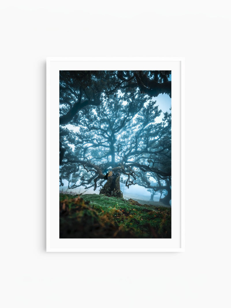 Old Laurel Tree in the Light, Madeira, white frame