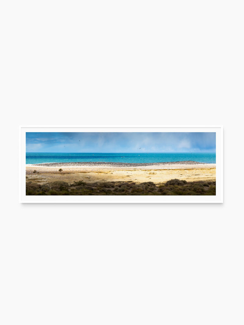 Penguins on the Beach, Argentine Patagonia, white frame
