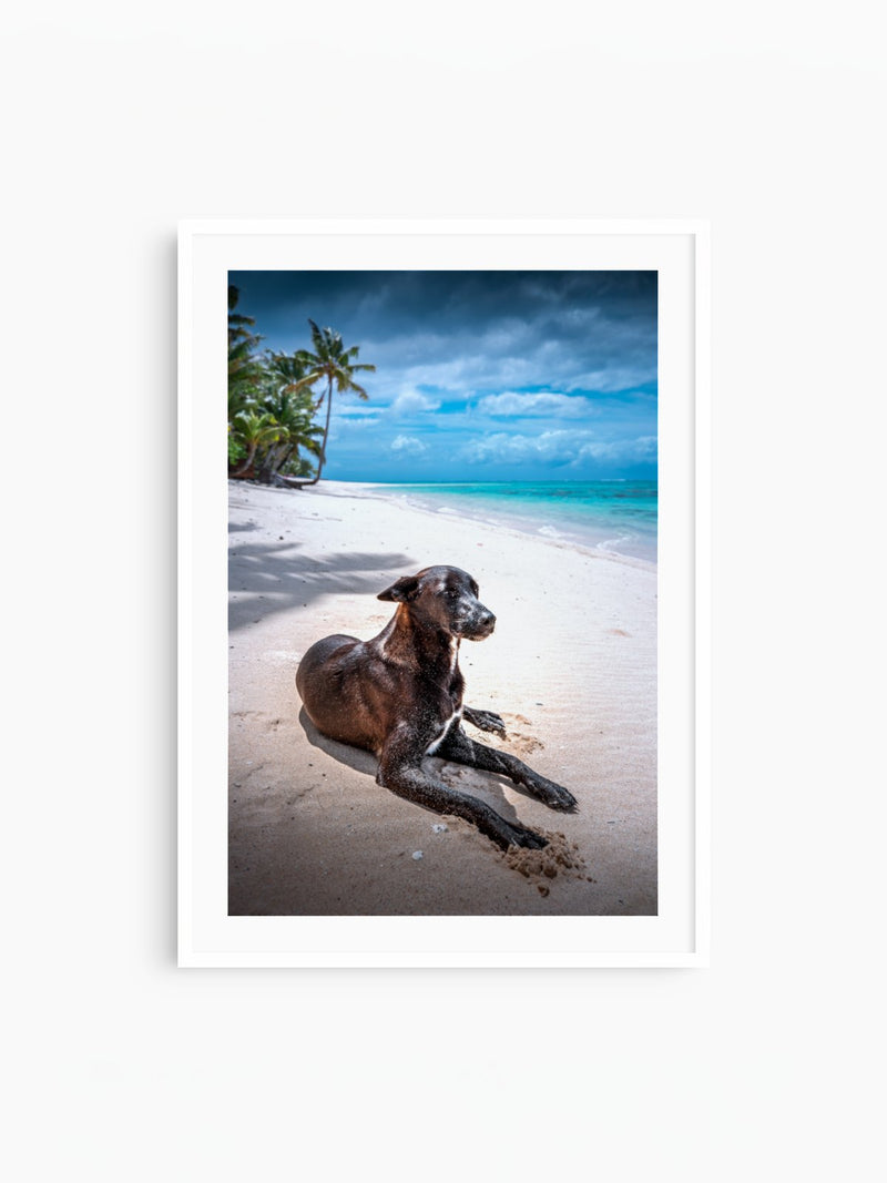 Beach Dog at Rarotonga, Cook Islands, white frame