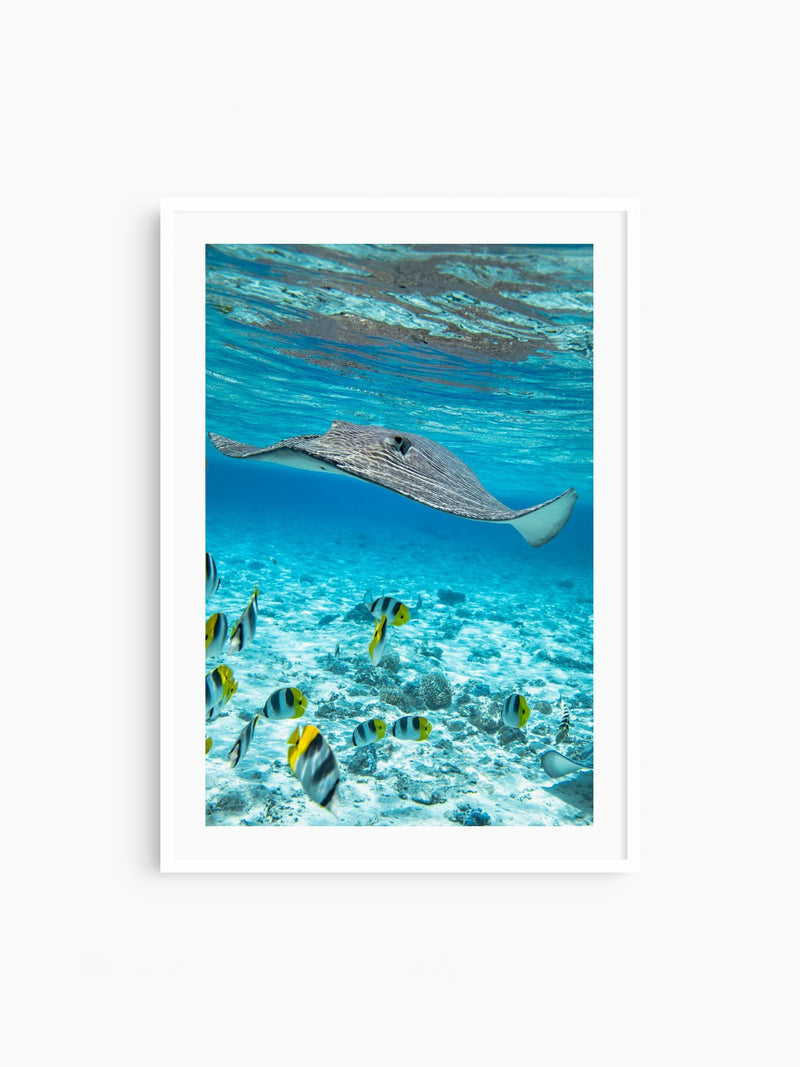 Stingray off Rarotonga, Cook Islands, white frame