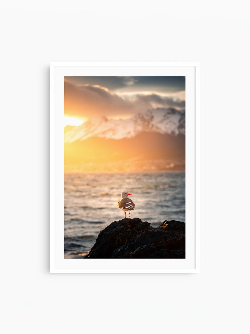 Seagull at Sunset, Ushuaia, white frame