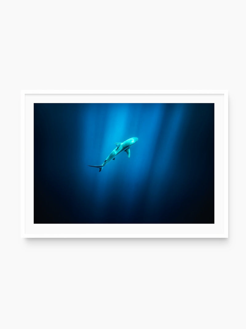 Shark in Hawaiian Blue Waters, white frame