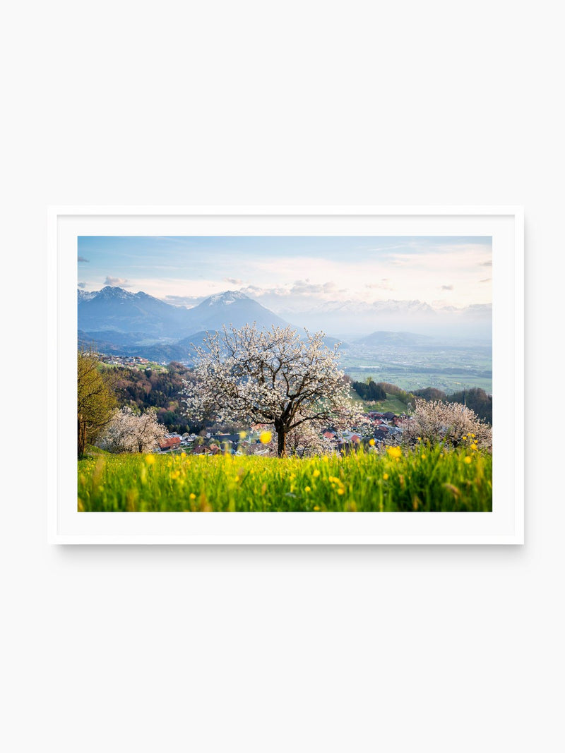 Spring Cherry Tree Meadow, Fraxern, white frame