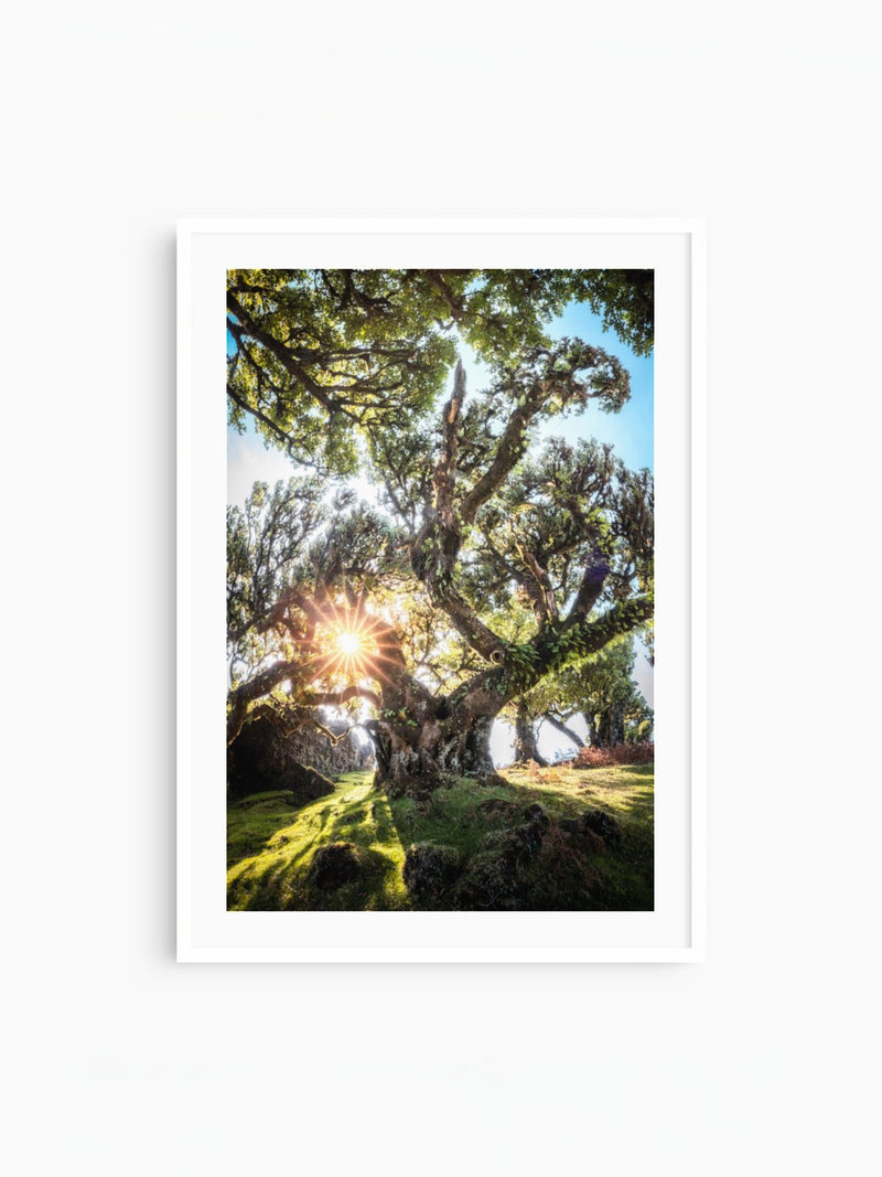 Sunburst Through Ancient Tree, Fanal Forest, white frame